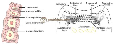 gingival connective tissue periobasicscom basic periodontology