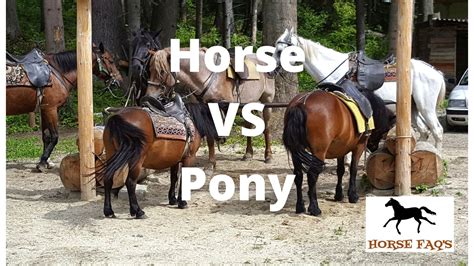 horse  pony differences similarities cowgirl times