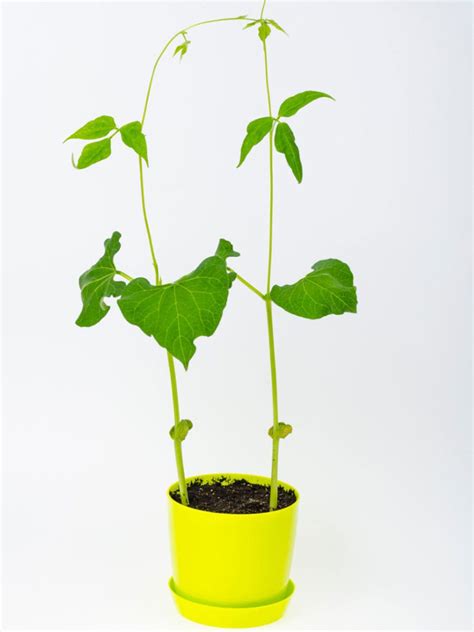 growing beans  containers   care  potted bean plants