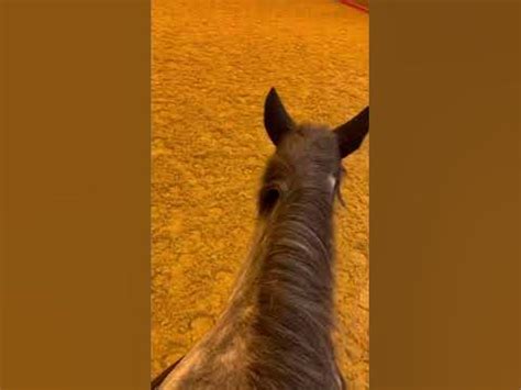 beautiful indoor arena equine horse riding equestrian indoorarena youtube