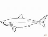 Mako Coloring Shark Pages Color Printable Sharks sketch template