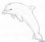 Dolphin Drawing Draw Dolphins Sketch Jumping Step Drawings Line Pencil Drawn Easy Animal Sketches Realistic 3d Delphine Getdrawings Projects Visit sketch template