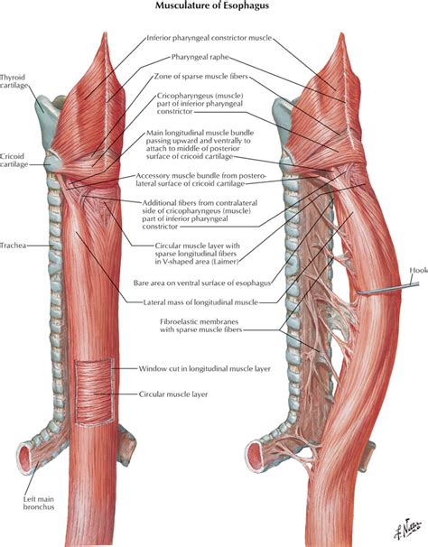 Esophagus Anatomy