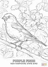 Coloring Bird Hampshire State Finch Pages Purple Drawing Printable Birds Finches Supercoloring Categories sketch template