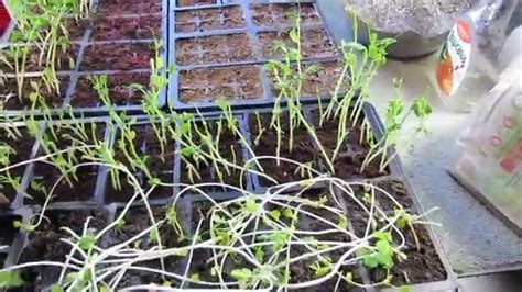 mfg  vegetable plant legginess  spindly weak overly tall seeds