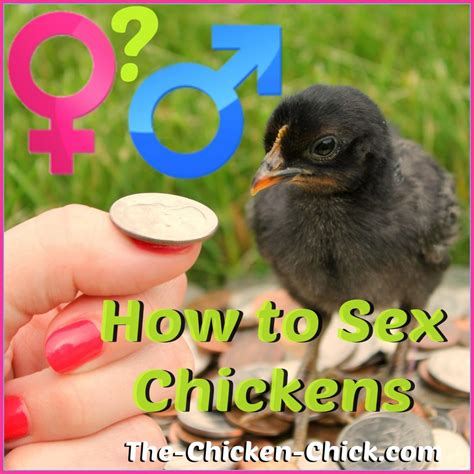 How To Sex Chickens How To Tell Male Or Female Hen Or Rooster