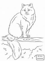 Cat Coloring Pages Ragdoll Cats Tree Siberian Printable Drawing Sits Color Himalayan Supercoloring Ferret Footed Kids Getdrawings Select Category Sitting sketch template