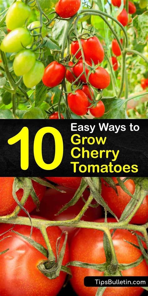 easy ways  grow cherry tomatoes   growing cherry tomatoes