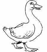 Goose Coloring Animals Pages Drawing Drawings sketch template