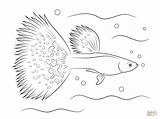 Guppy Fish Coloring Pages Drawing Siamese Fighting Template Drawings Templates sketch template