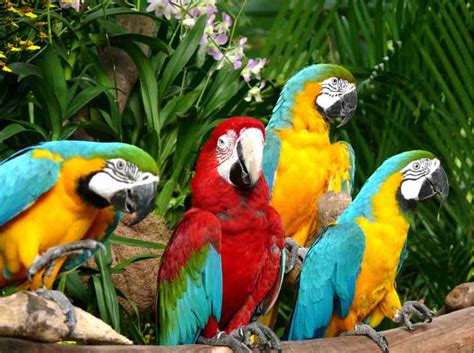 Beautiful World Most Colorful Birds Photos
