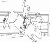 Bull Coloring Riding Pages Bucking Printable Drawing Color Print Pbr Cowboy Miniature Bulls Sheets Drawings Kids Books Coloringhome Popular Sketch sketch template