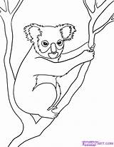 Animals Drawing Rainforest Koala Endangered Draw Coloring Species Australian Drawings Animal Pages Kids Line Step Nocturnal Easy Jungle Templates Dragoart sketch template