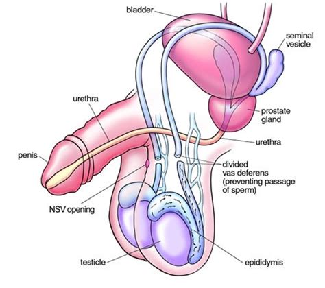 These are my female sexual organs