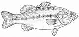 Bass Coloring Fish Pages Largemouth Color Drawing Drawings Outline Colouring Choose Board Draw Printables Tpwd sketch template