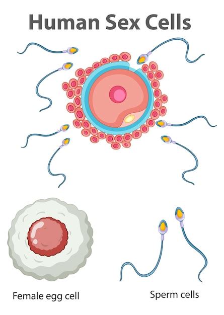 흰색 바탕에 인간의 성 세포를 보여주는 다이어그램 무료 벡터