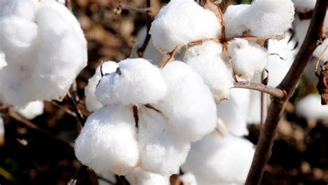 area cotton farmers   midst  tremendous season  selma times