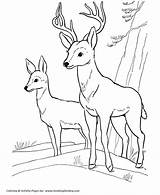 Coloring Deer Pages Wild Animal Buck Kids Activity Honkingdonkey Print Printable sketch template