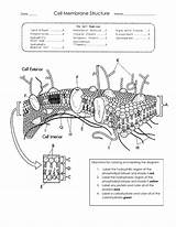 Cell Membrane Diagrams Coloring Template sketch template