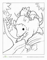 Coloring Opossum Possum Pages Babies Designlooter Education Baby Animals Opossums Animal Color 05kb 388px sketch template