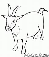 Cabra Capra Kozy Colorir Kolorowanka Koza Cabras Ovejas Ovinos Dibujo Goats Colorkid Alerta Malvorlagen Sheep Ziege Pequena Kolorowanki Owce Schafe sketch template