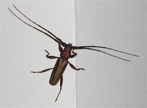 longhorned borer beetle  thailand xystrocera festiva whats