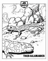 Salamander sketch template