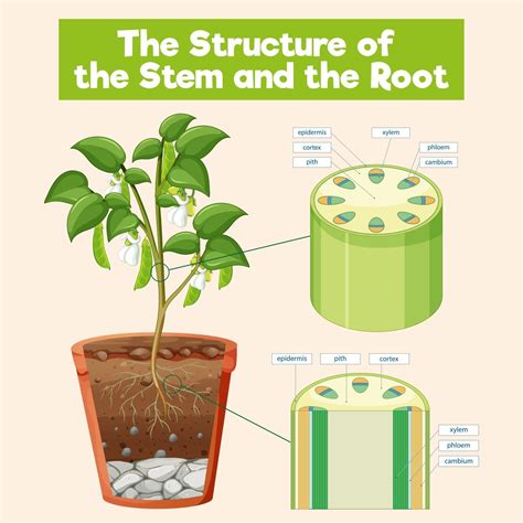 structure   stem   root  vector art  vecteezy