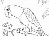 Parrot Flying Drawing Getdrawings Coloring Pages sketch template