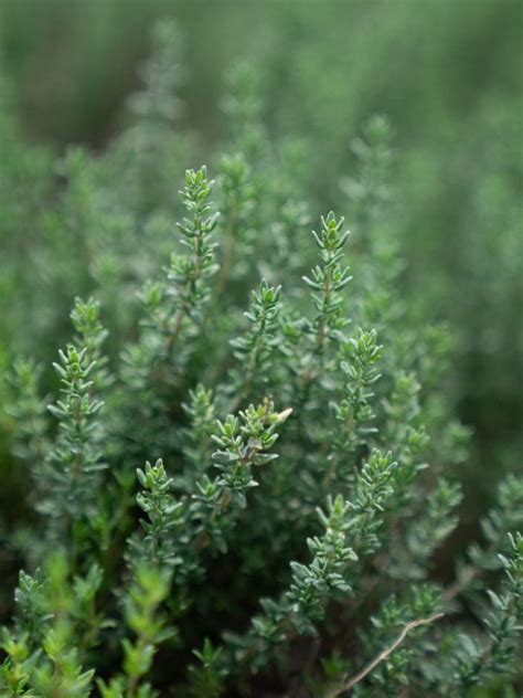 learn   grow thyme herbs   garden