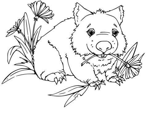 normal wombat coloring page  printable coloring pages  kids
