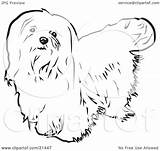 Maltese Dog Clipart Haired Long Coloring Illustration Looking Pages Template Cross Upwards Background Rey David Graphic sketch template