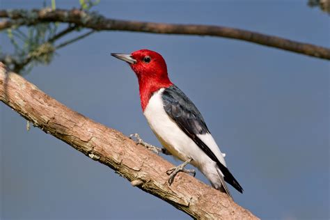 red headed woodpecker audubon field guide