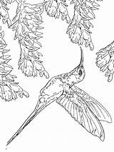 Coloring Hummingbird Pages Print Coloring4free Hummingbirds Drawing Color Throated Ruby Birds Minimalist Getcolorings Getdrawings Printable Colorings Recommended sketch template