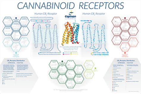 Cannabinoid Receptors