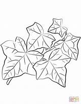 Coloring Ivy Pages Leaves Common Drawing sketch template
