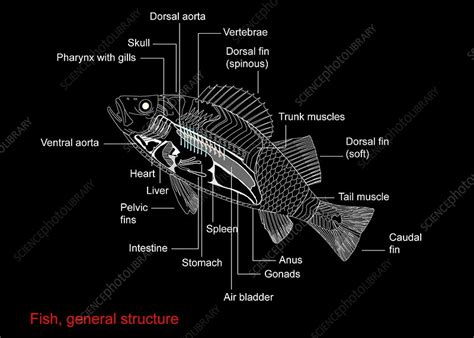 fish anatomy artwork stock image  science photo library