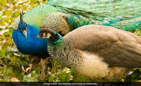 Peacocks Don T Have Sex Rajasthan Judge S Remark Stumps Twitter