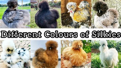 colours  american silkie chicken pet  breeds