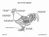 Junglefowl Coloring Red Fowl Jungle Exploringnature sketch template