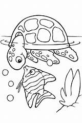 Coloring Sea Turtle Pages Printable Turtles Sheets Color Print Animals Ocean Colouring Animal Kids Summer Sheet Book Fish Cute Under sketch template