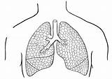 Lungs Coloring Human Pages Template Printable Sketch sketch template