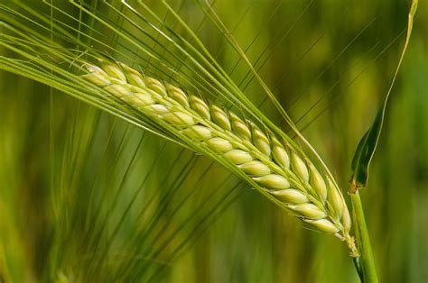 genome  barley sequenced