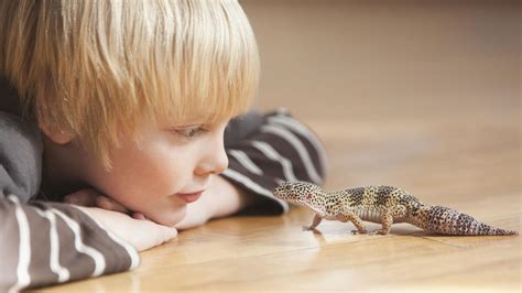 important     pet lizards sheknows