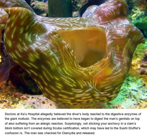 Scuba Diver Tries To Have Sex With Giant Clam And Gets