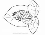 Ladybug Pages Color Coloring Pupa Larva Cycle Life Kid Spots Comments Young sketch template