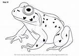 Bullfrog Amphibians Frog Drawingtutorials101 sketch template