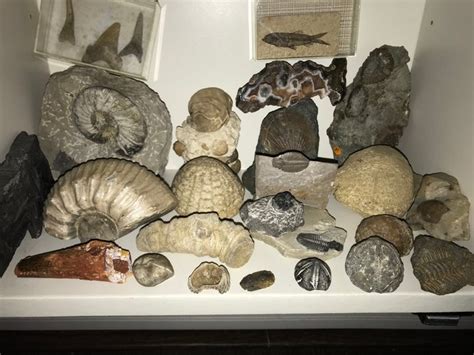 fossielen collectie  cm  catawiki