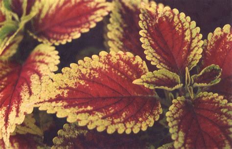 flower  leaf  photo  freeimages