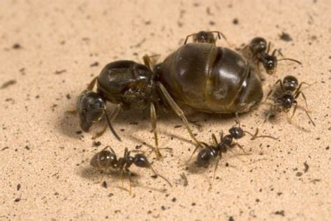 queen ant  sacrifice colony  retain throne technology science science livescience